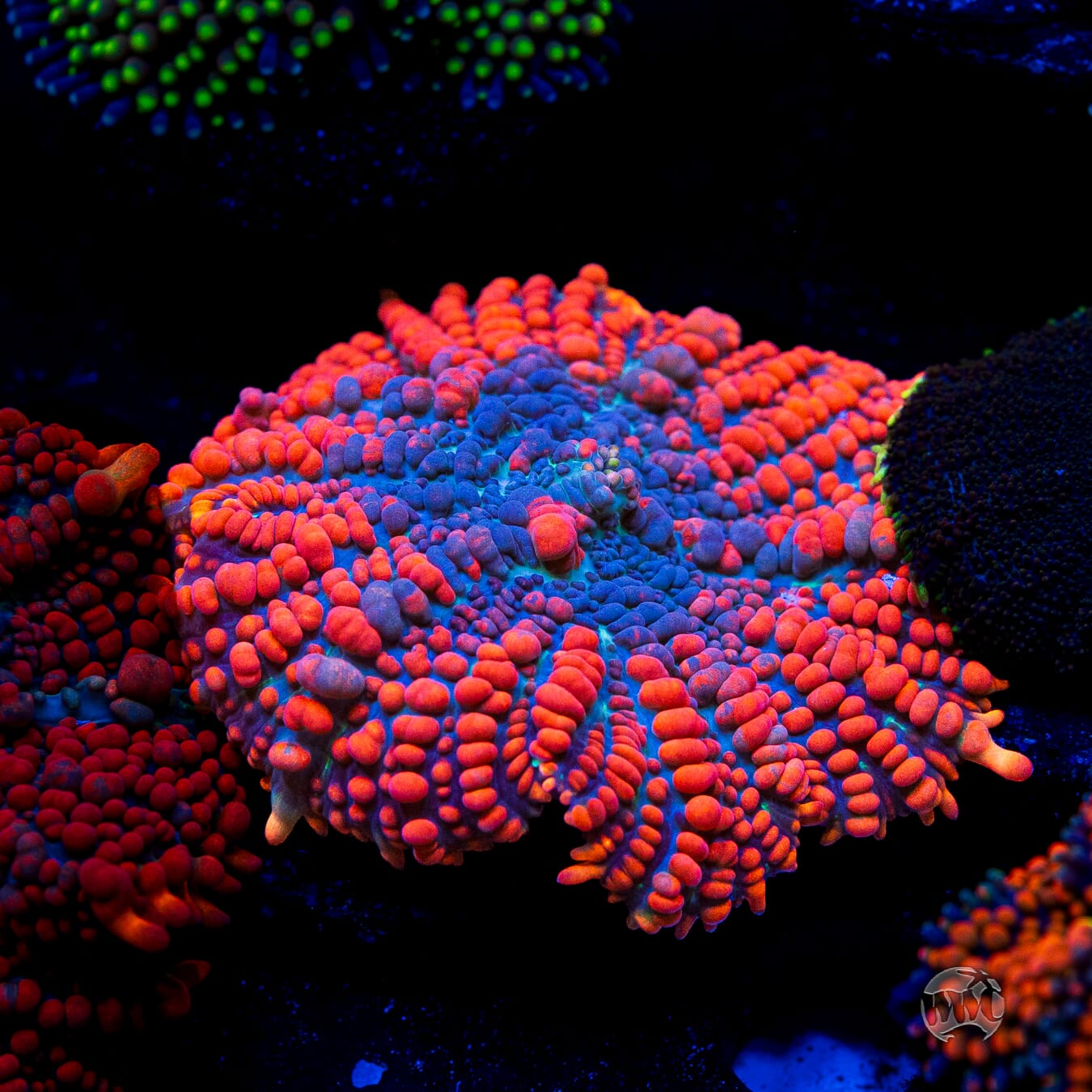 WWC King Julius Rhodactis Mushroom