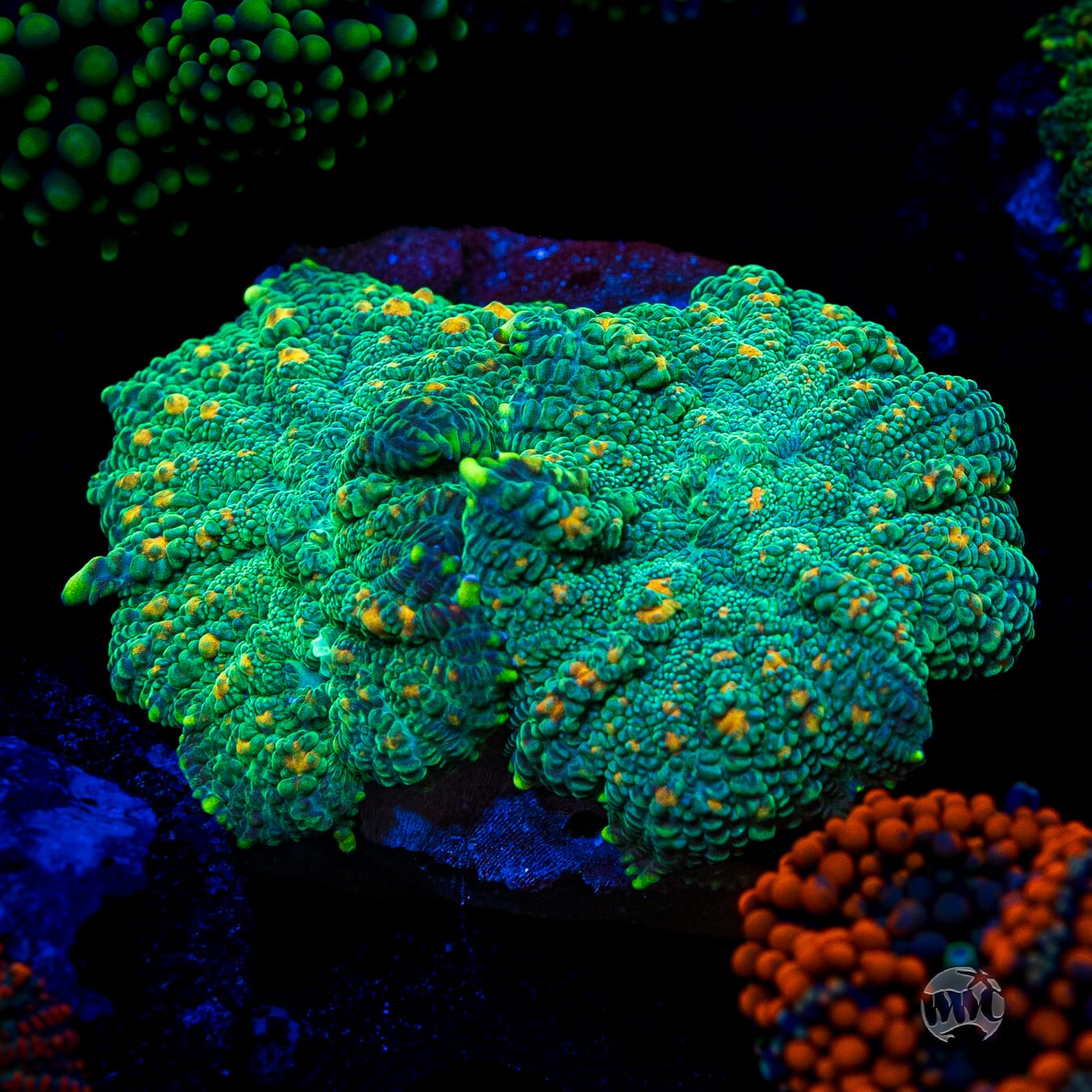 Citrus Grove Rhodactis Mushroom