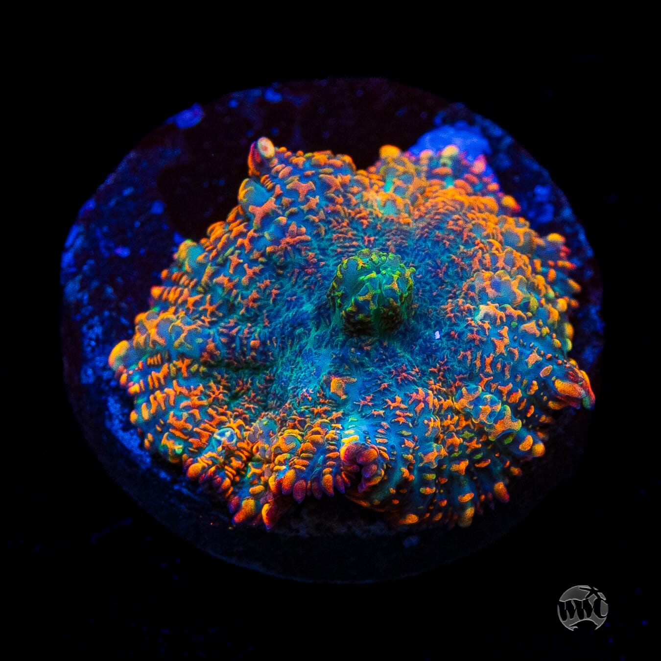 Maui Sunrise Rhodactis Mushroom