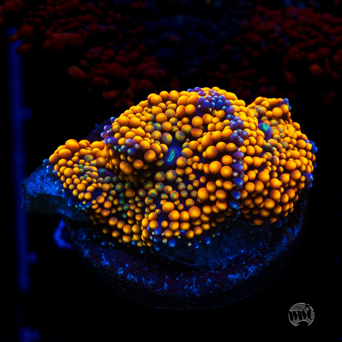 Serendipity Ricordea Mushroom
