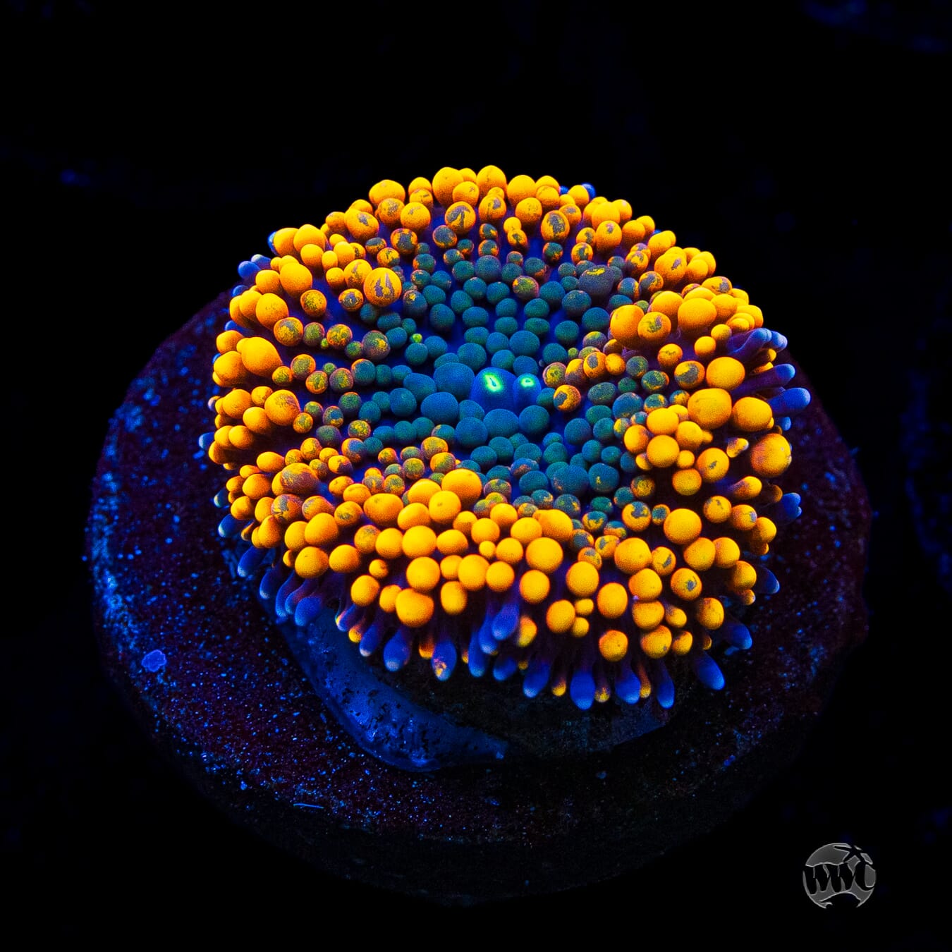 Serendipity Ricordea Mushroom