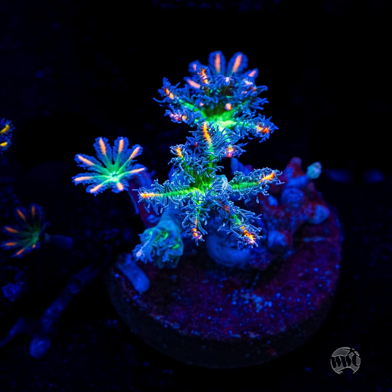 WWC Firework Clove Polyps