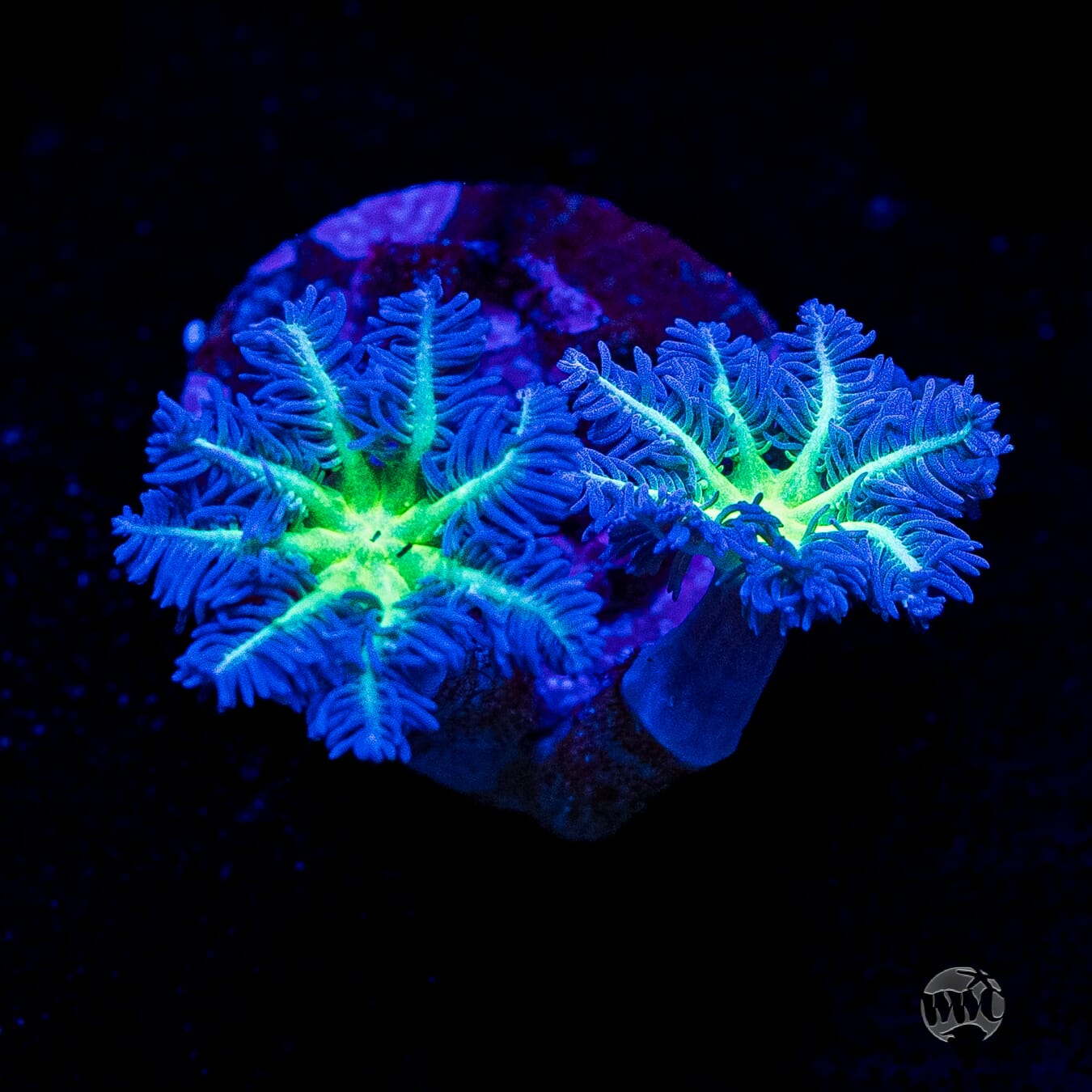 Neon Clove Polyps