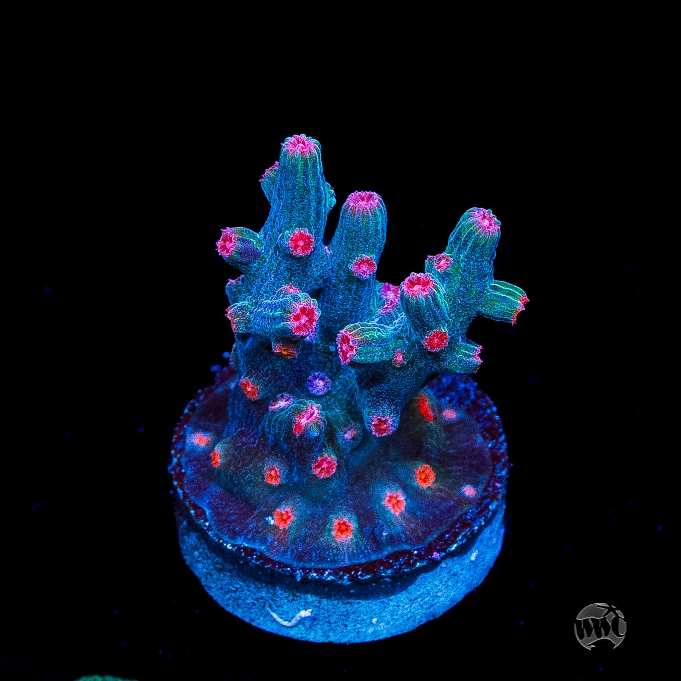 WWC Prismatic Branching Cyphastrea