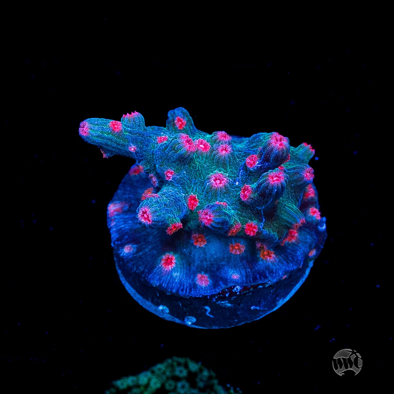 WWC Prismatic Branching Cyphastrea
