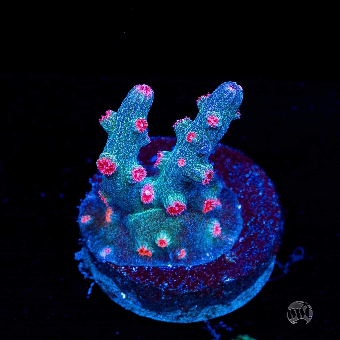 WWC Prismatic Branching Cyphastrea