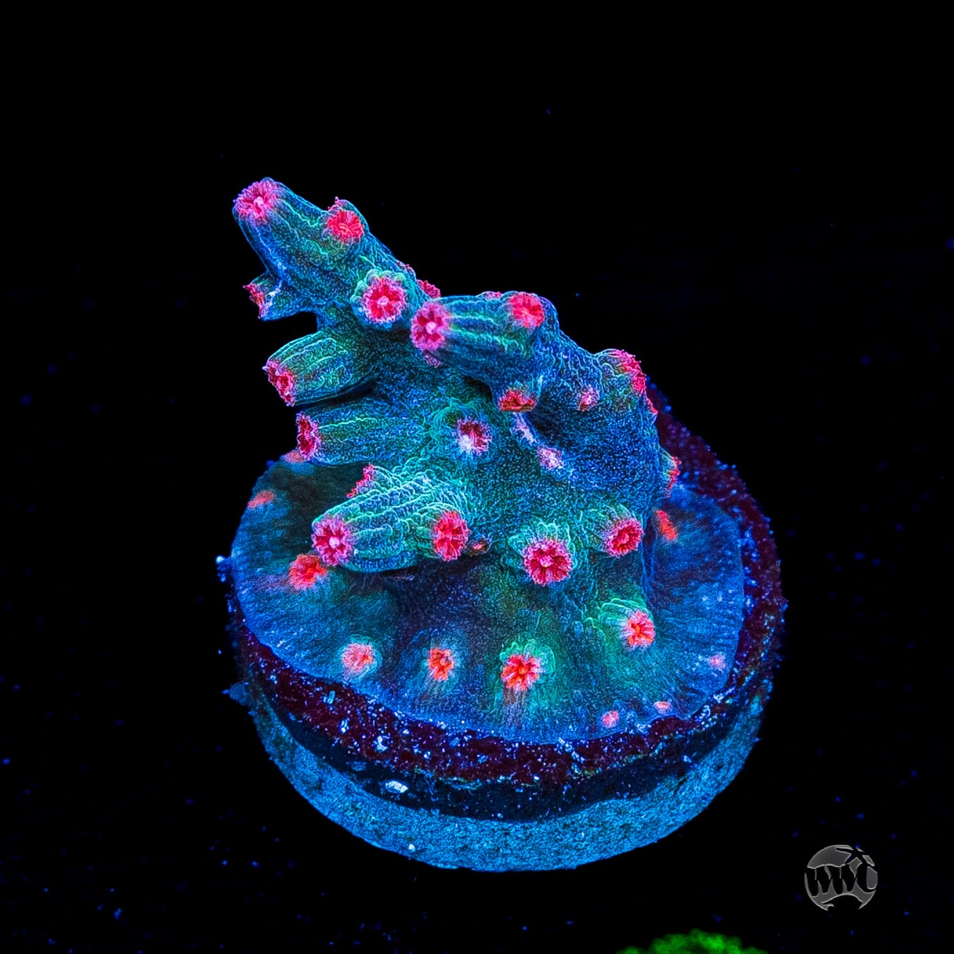 WWC Prismatic Branching Cyphastrea