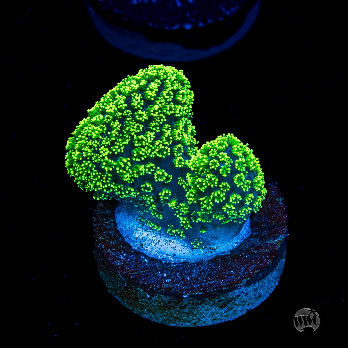 WWC Green Goblin Stylophora