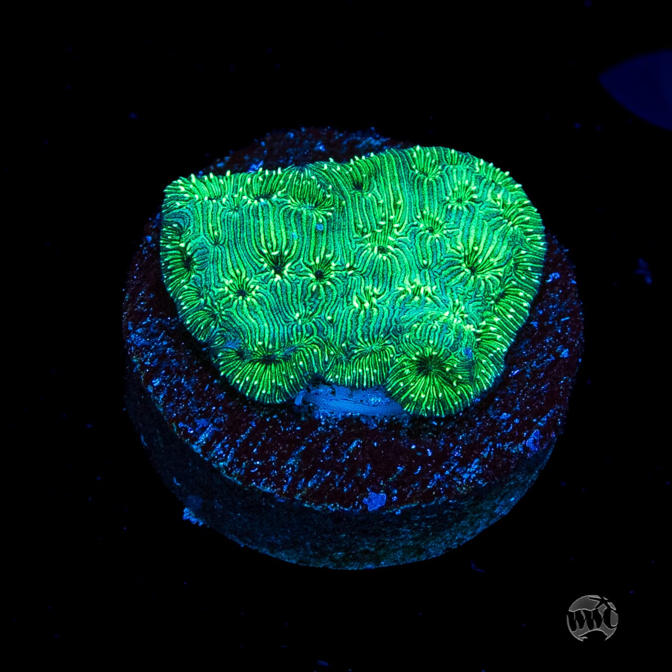 WWC Emerald Pavona