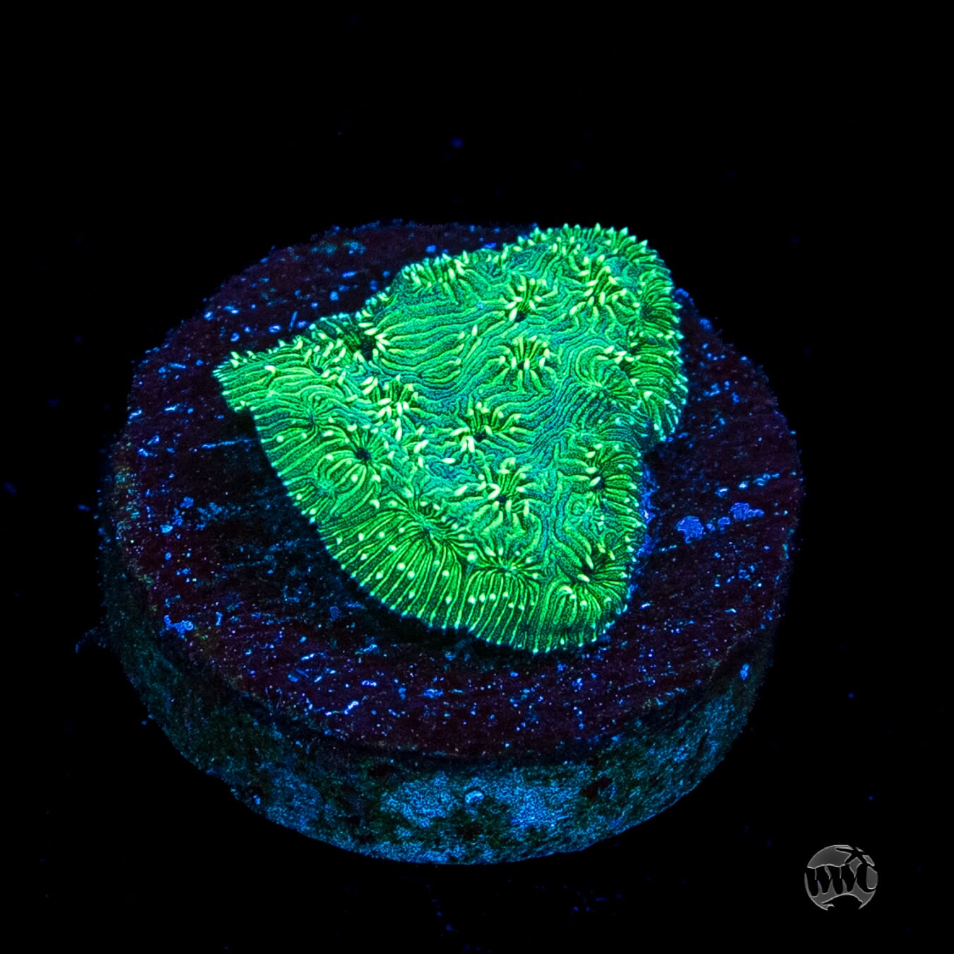 WWC Emerald Pavona