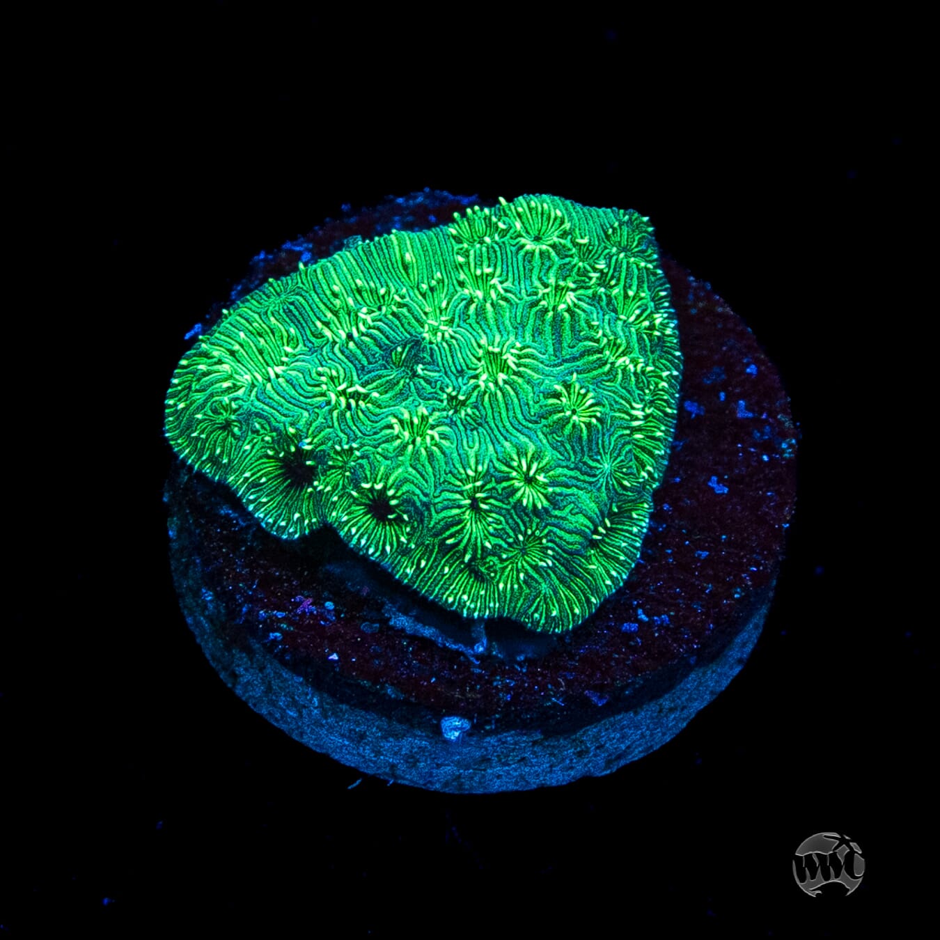 WWC Emerald Pavona