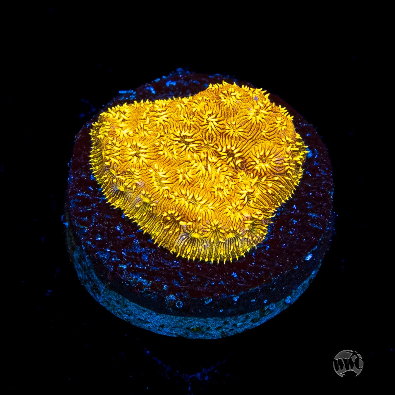 WWC Golden Pavona