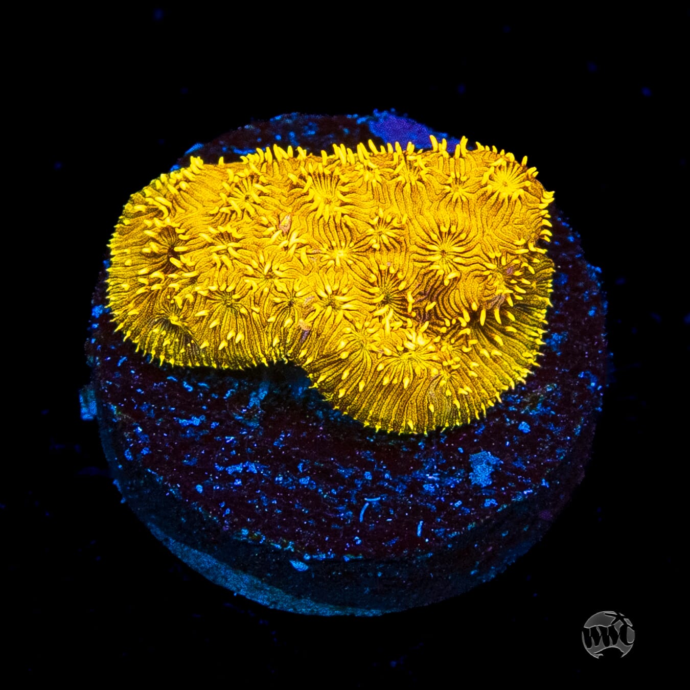 WWC Golden Pavona