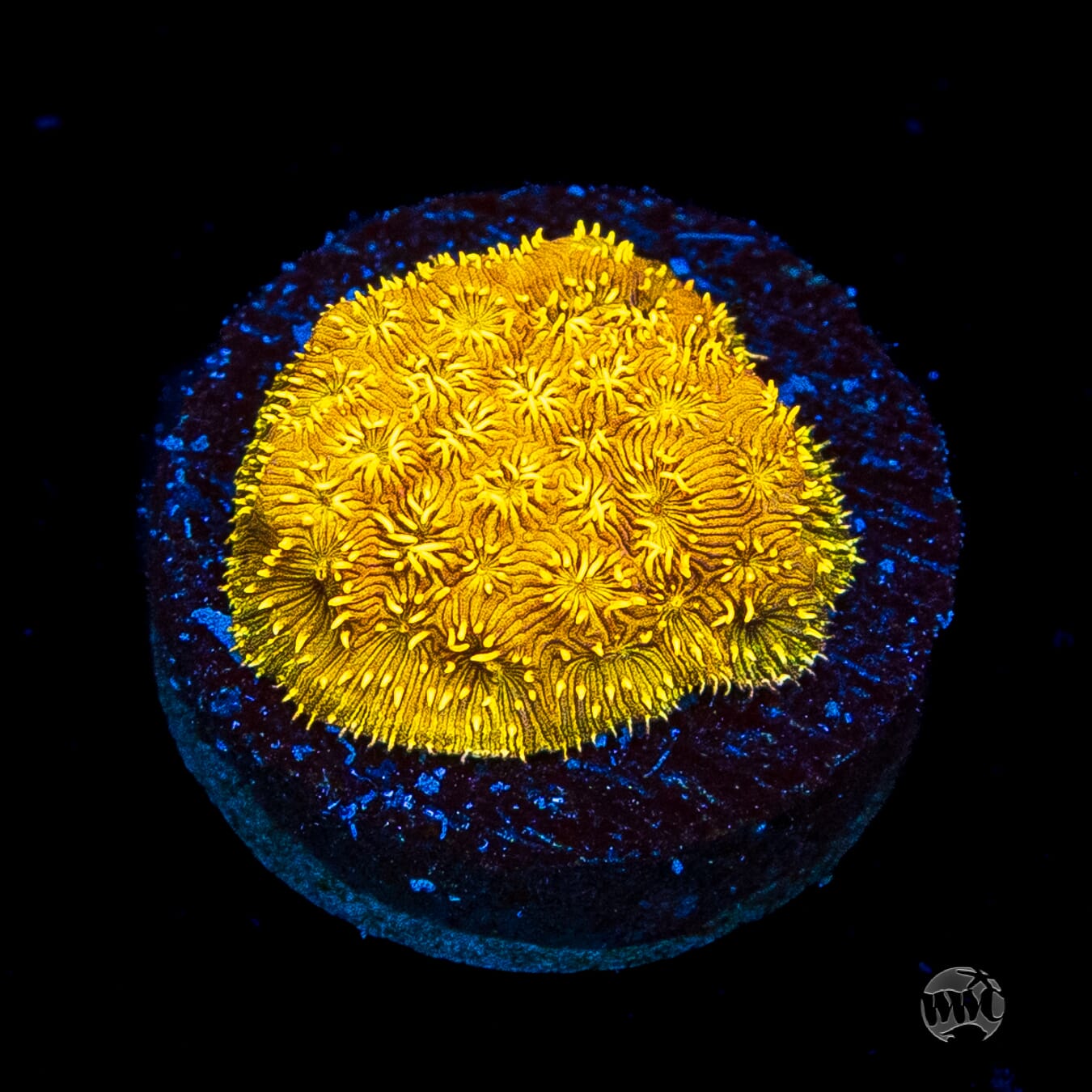 WWC Golden Pavona
