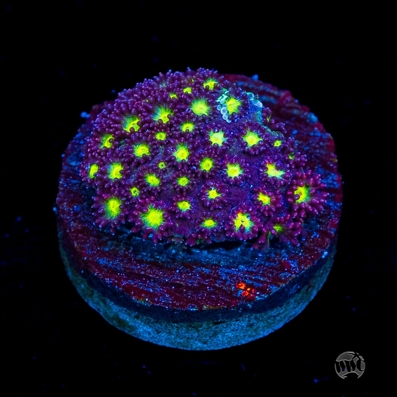 WWC Fruit Loopz Micro Goniopora
