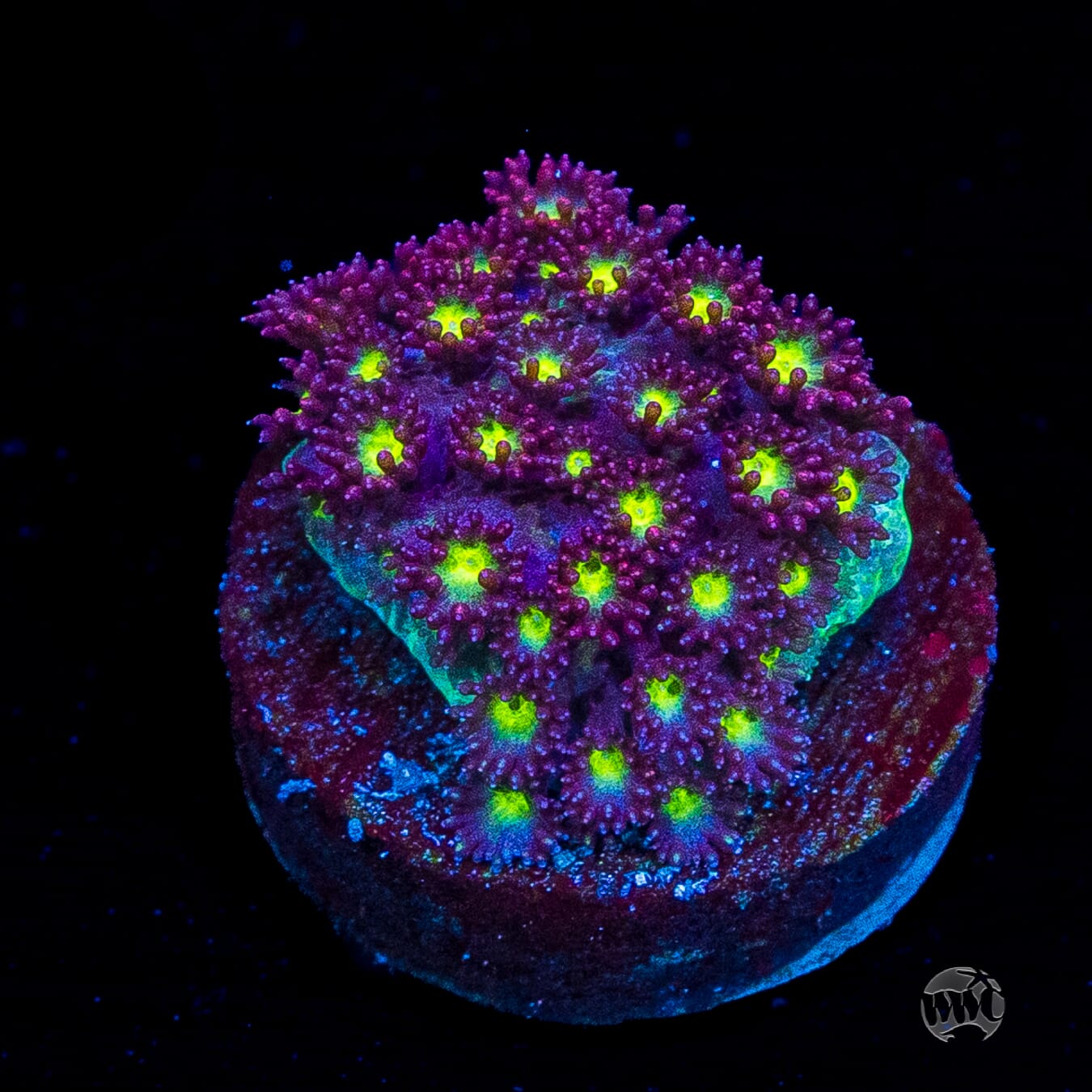 WWC Fruit Loopz Micro Goniopora