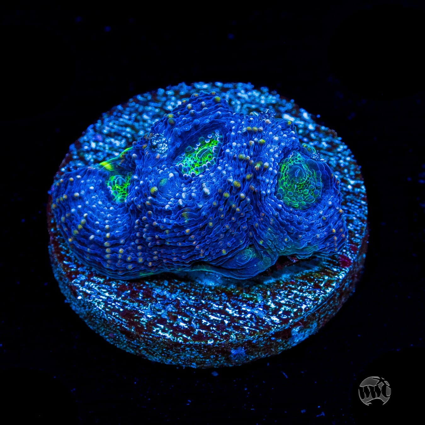 WWC Blueberry Haze Echinata