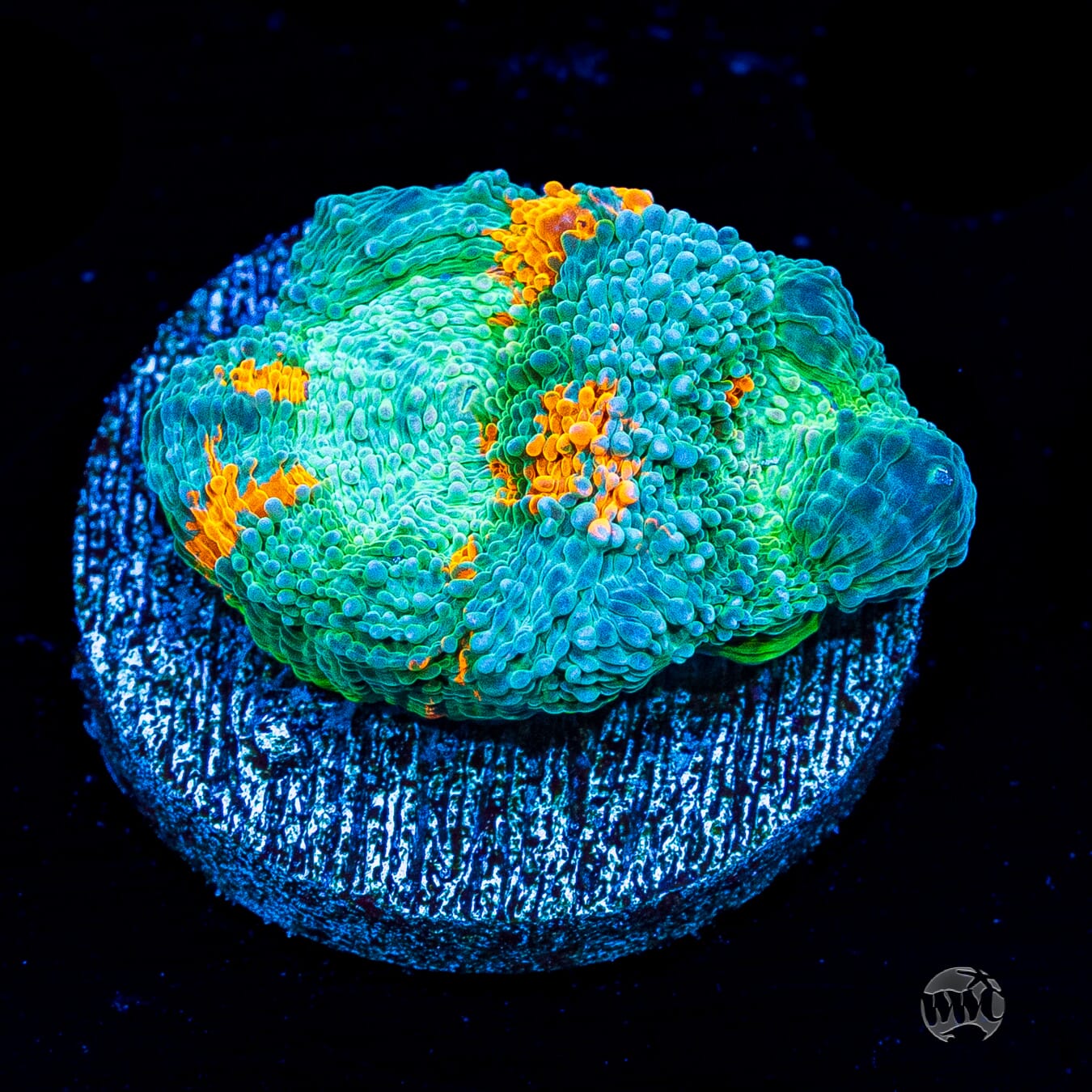 WWC Earthbound Echinata