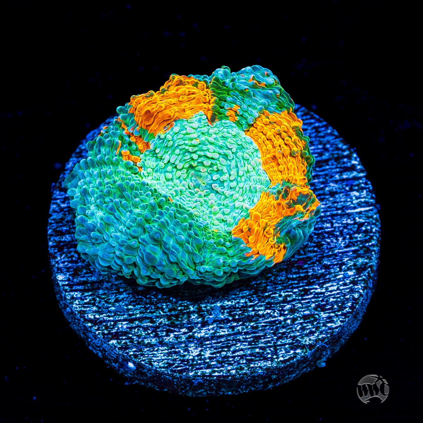 WWC Earthbound Echinata