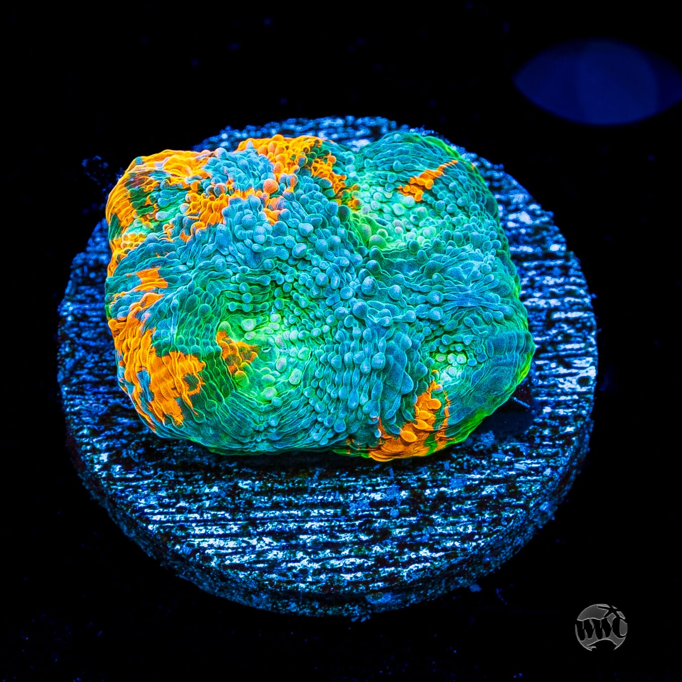 WWC Earthbound Echinata