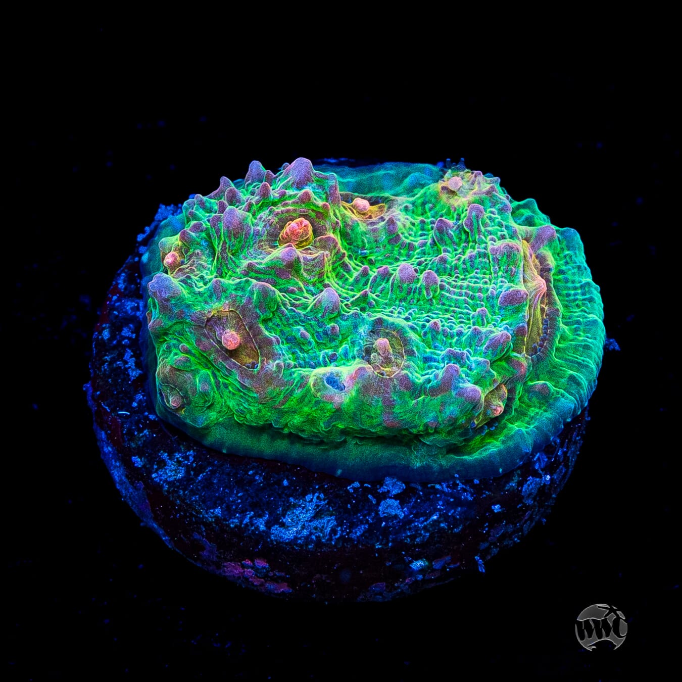 WWC Royal Flush Chalice