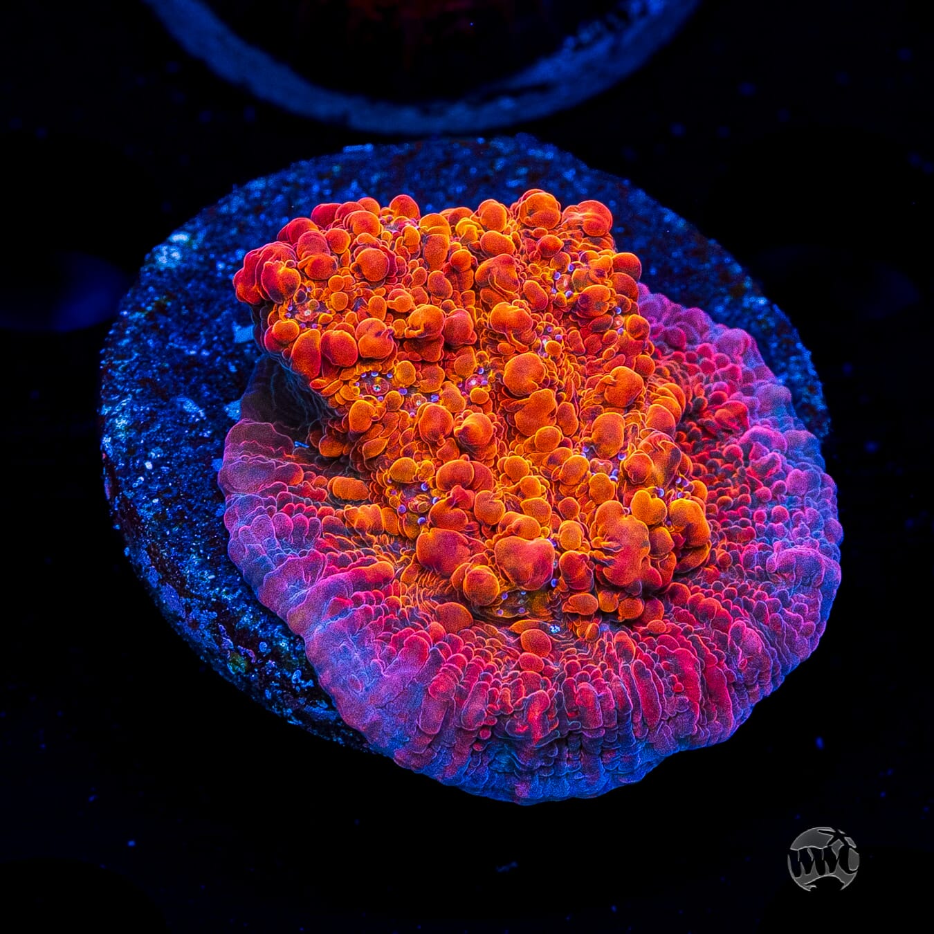 WWC Seared Stellaria Chalice