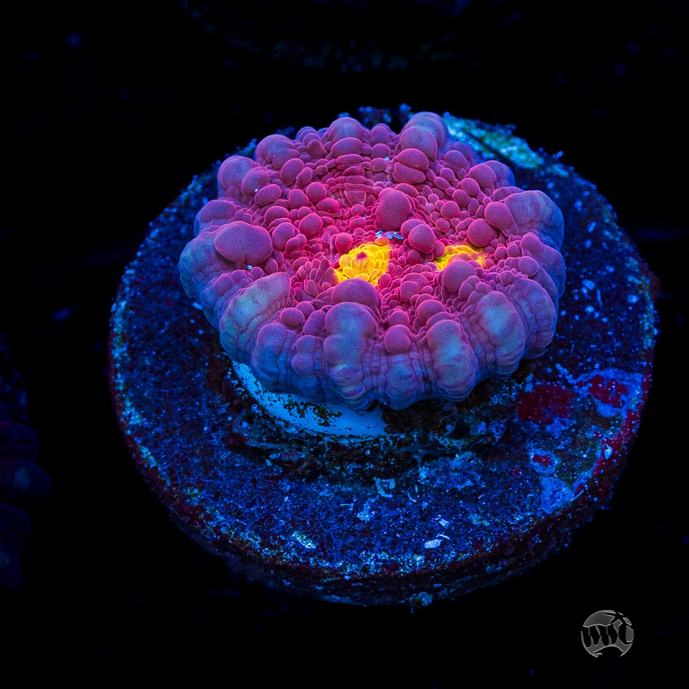 WWC Goldeneye Chalice