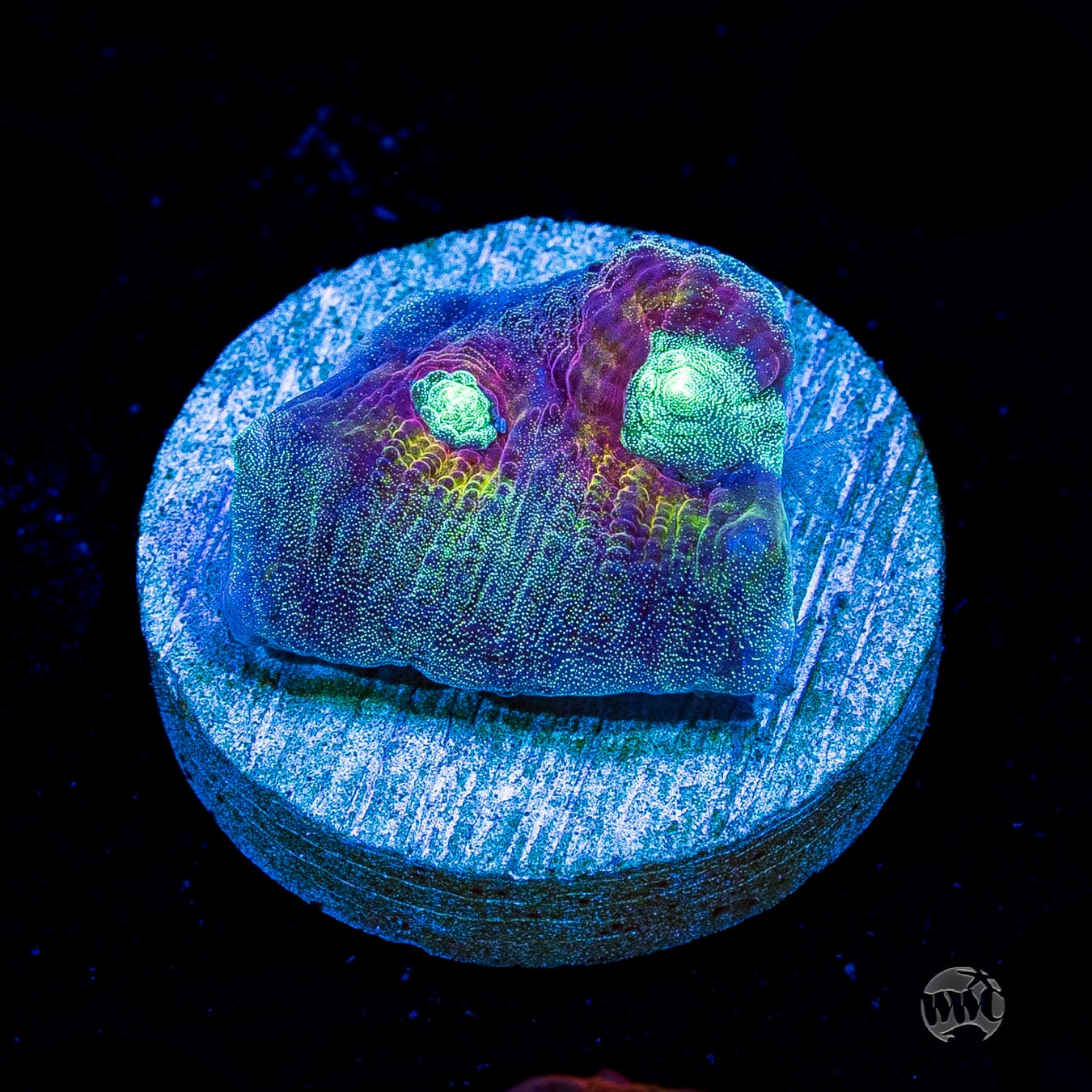 Mysterioso Mycedium Chalice