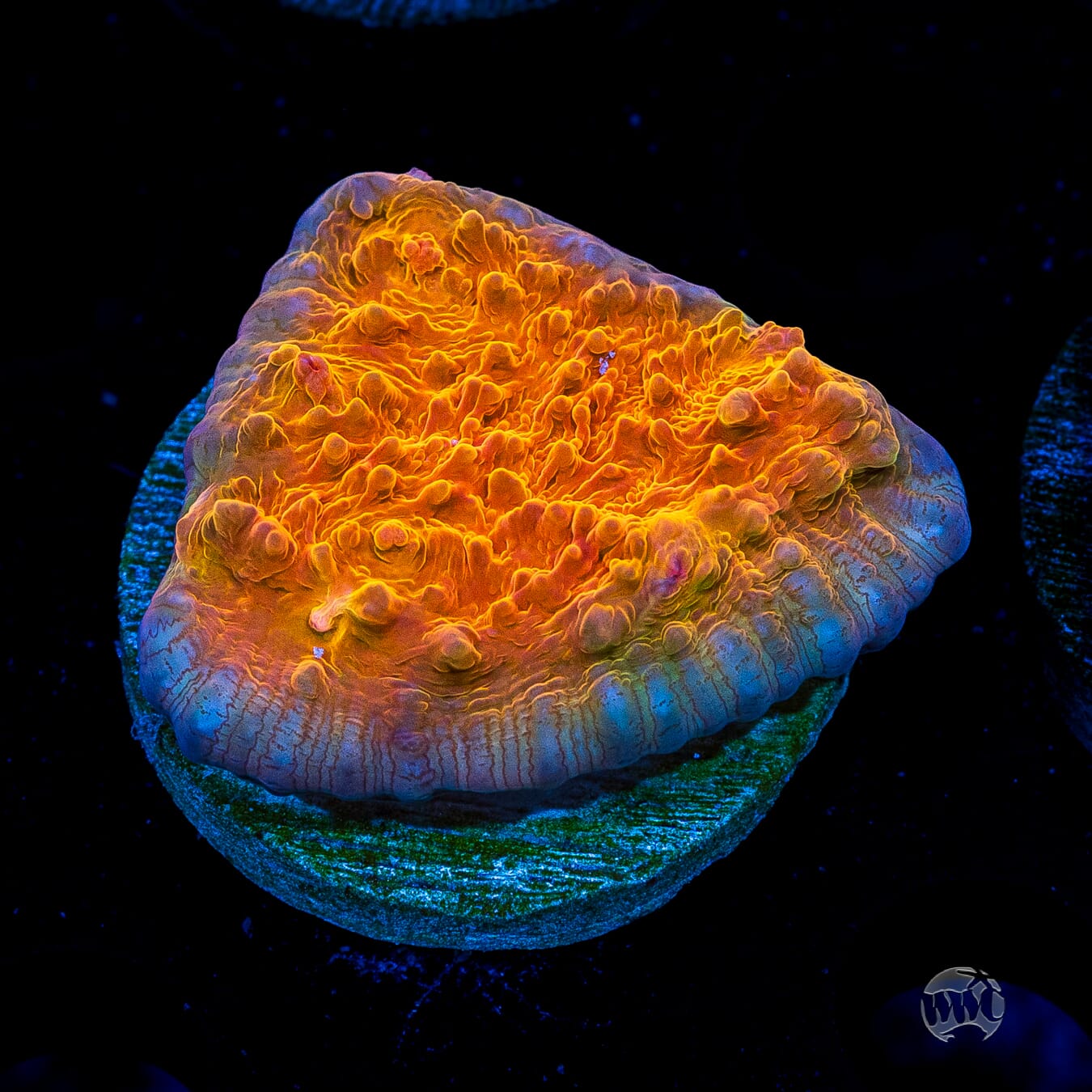 WWC Orenji Chalice