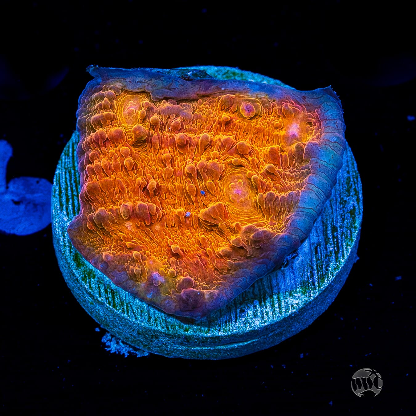 WWC Orenji Chalice