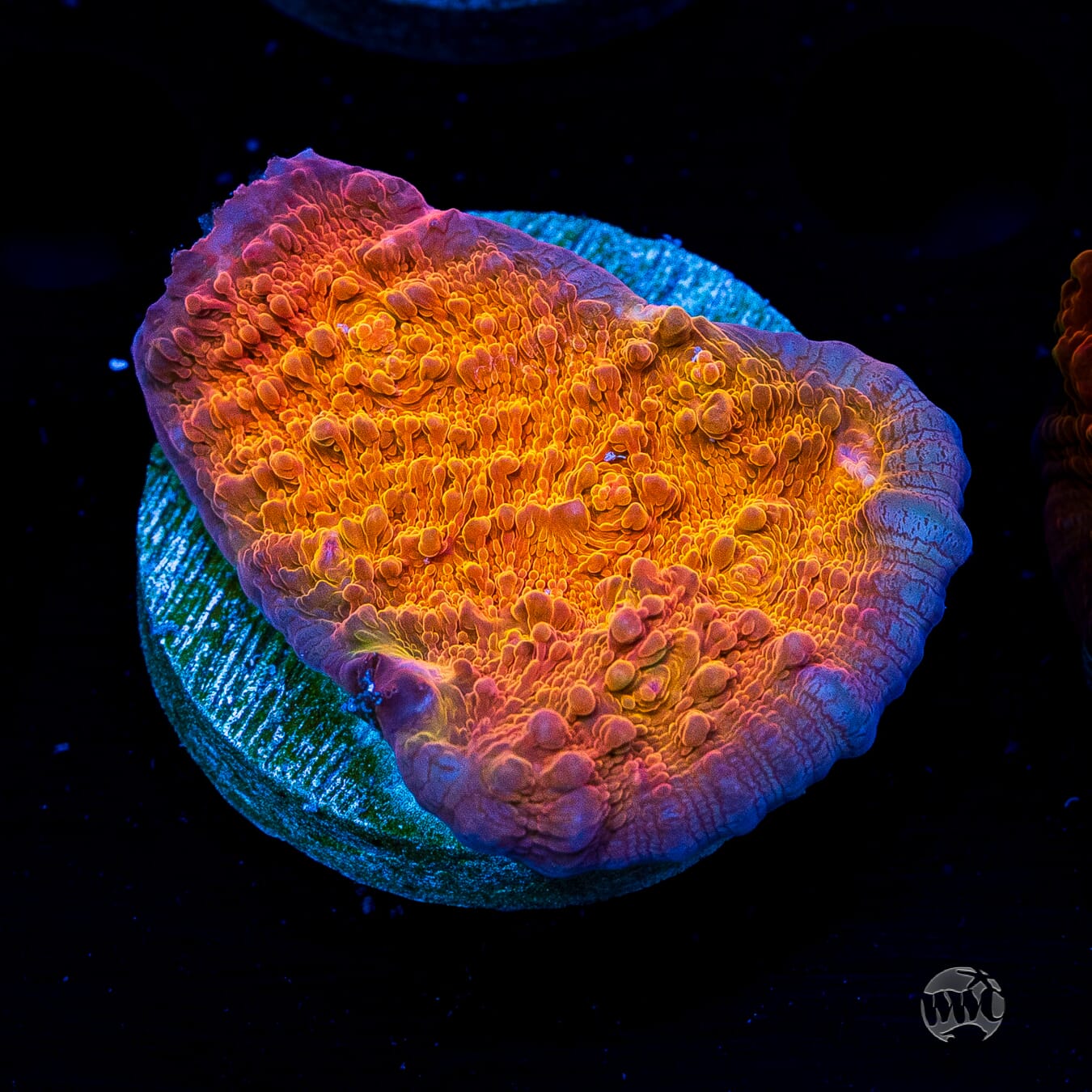 WWC Orenji Chalice