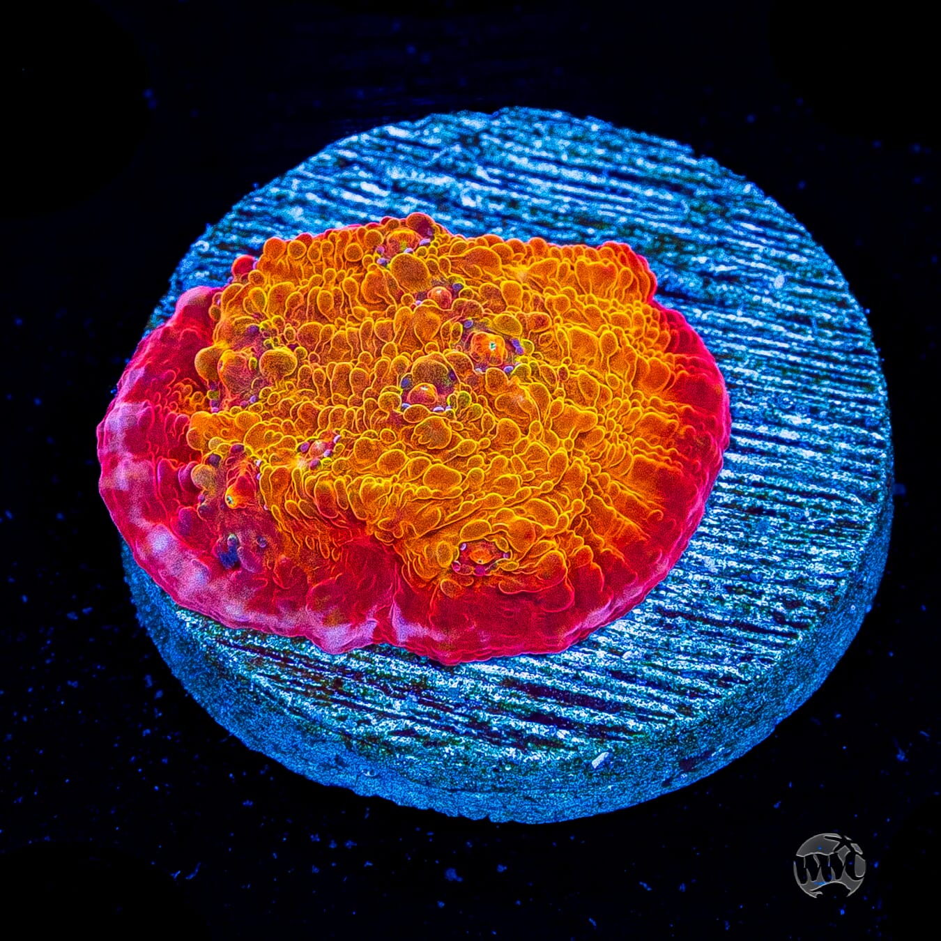 POTO Rainbow Peacock Chalice