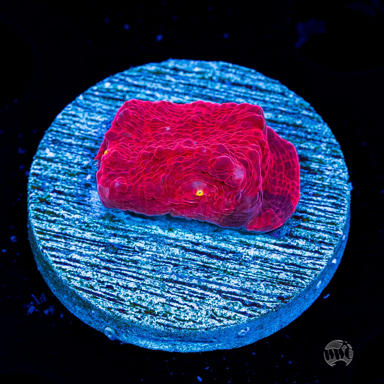 WWC Frosted Fire Chalice