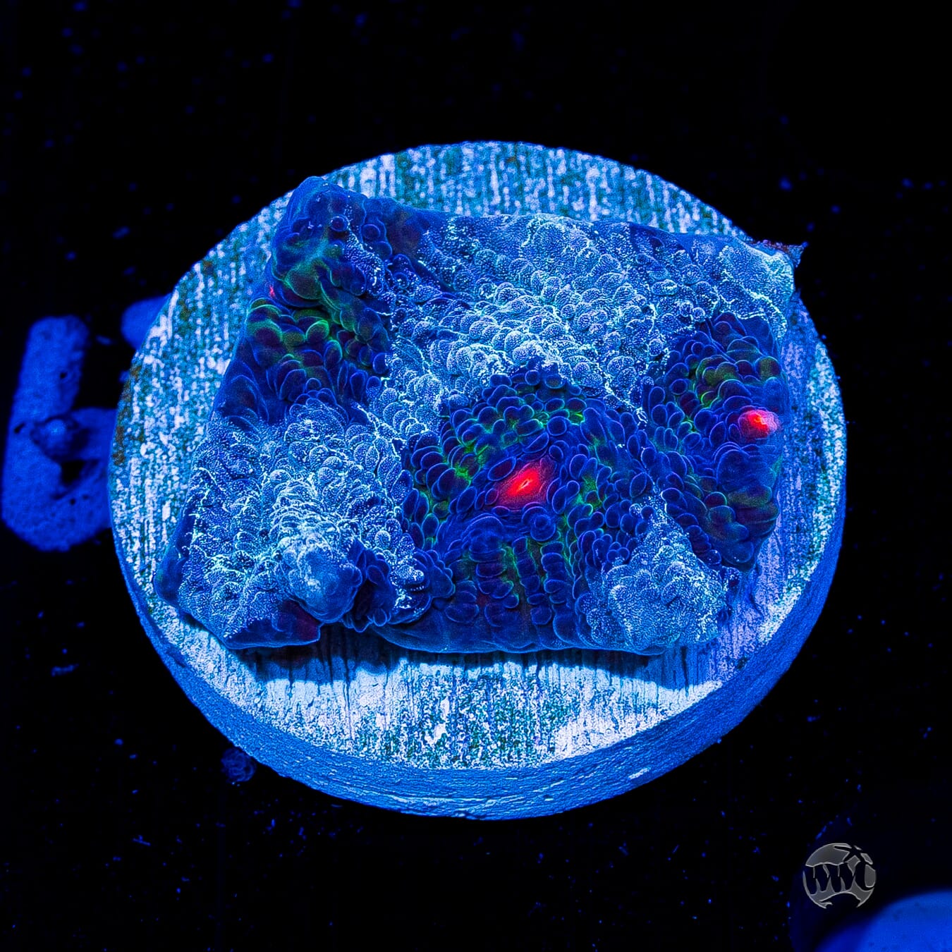 WWC Avatar Chalice