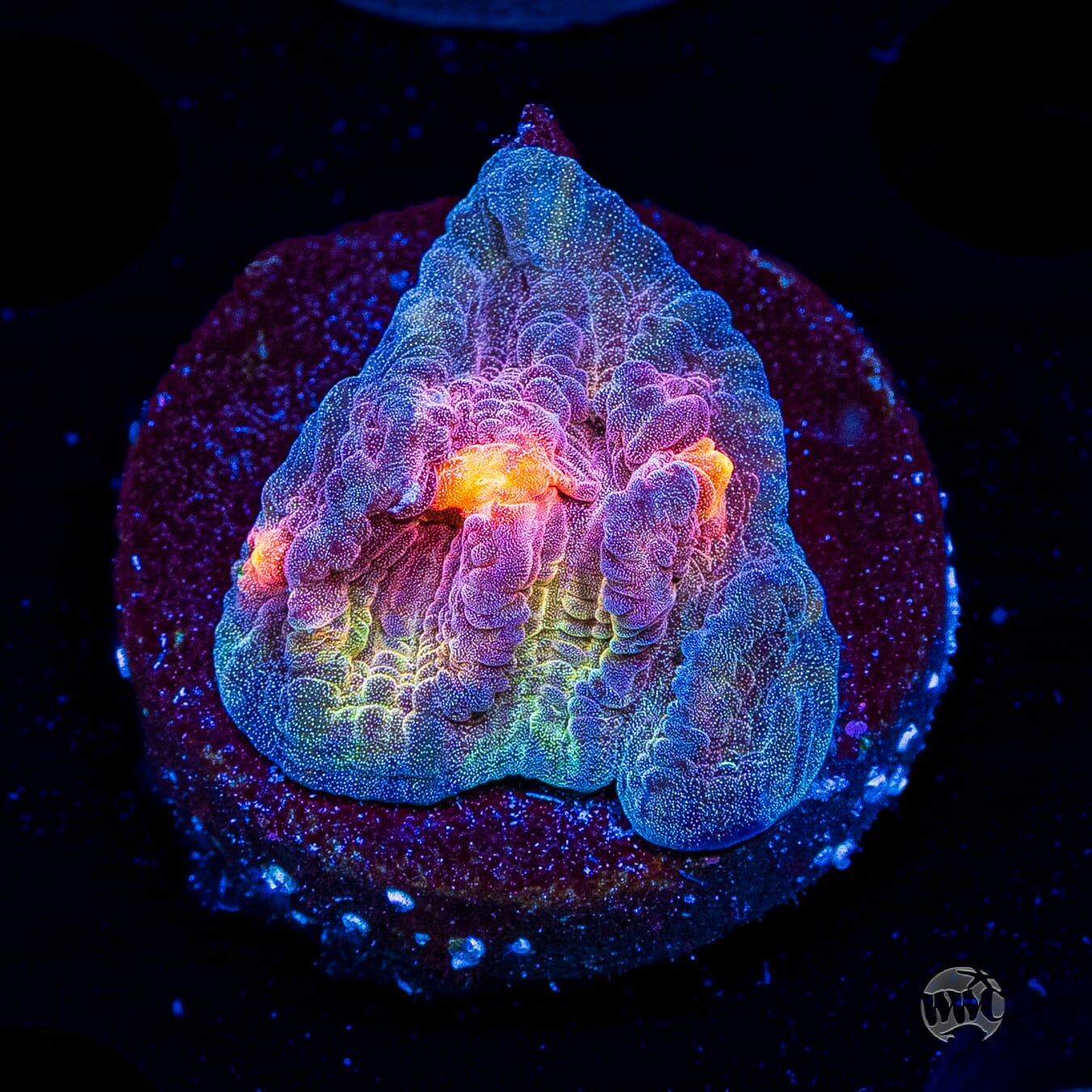 Treasure Island Mycedium Chalice
