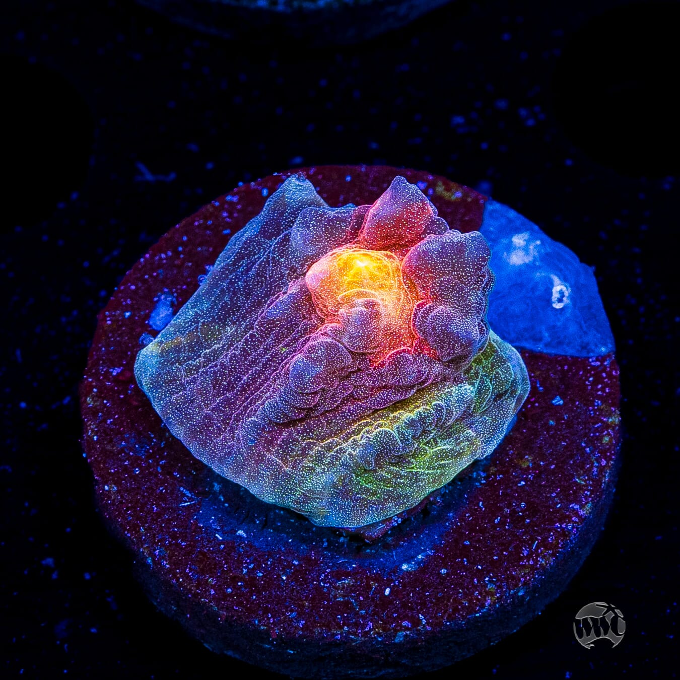 Treasure Island Mycedium Chalice