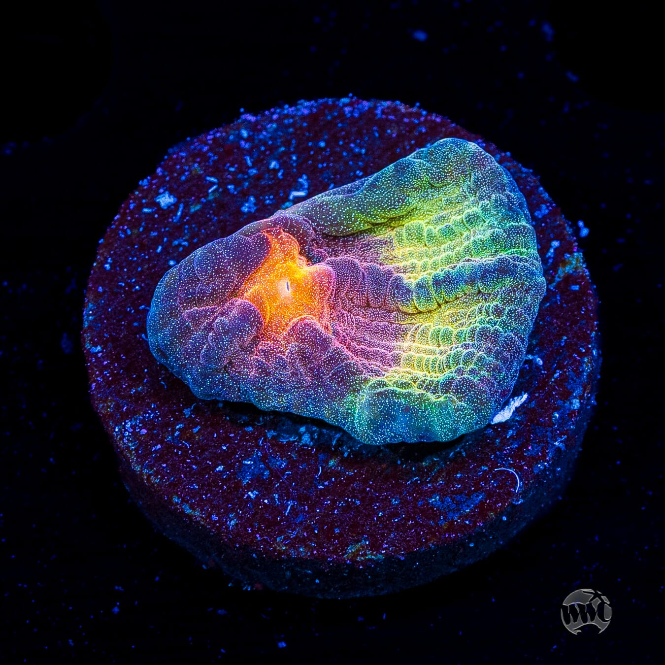 Treasure Island Mycedium Chalice