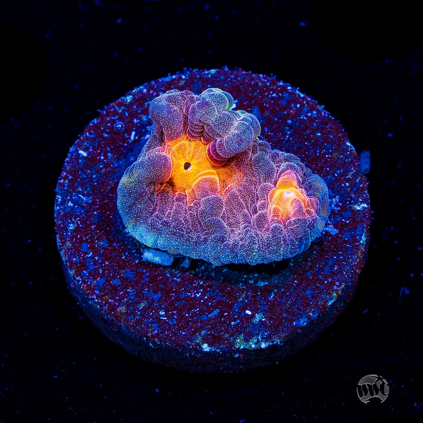 Treasure Island Mycedium Chalice