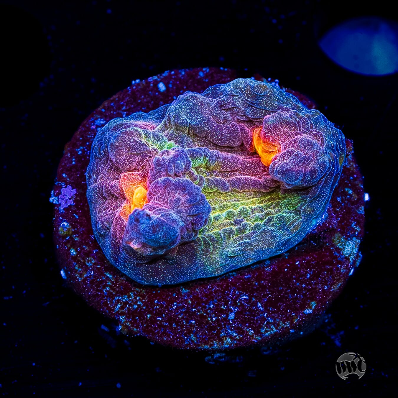 Treasure Island Mycedium Chalice