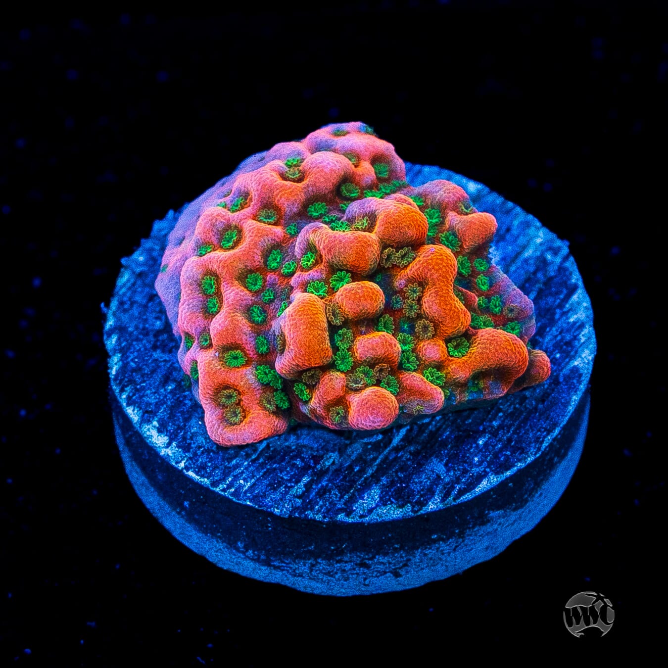 WWC Cherry Tree Montipora