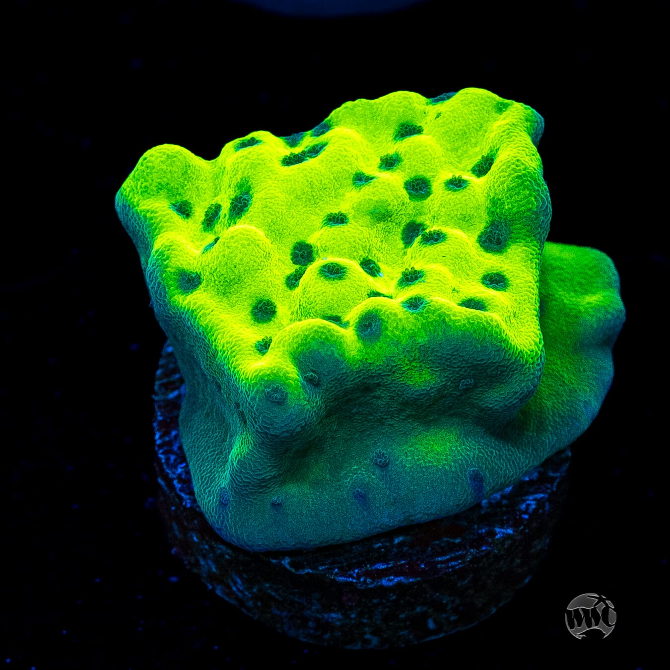 WWC Lucky Charmz Montipora