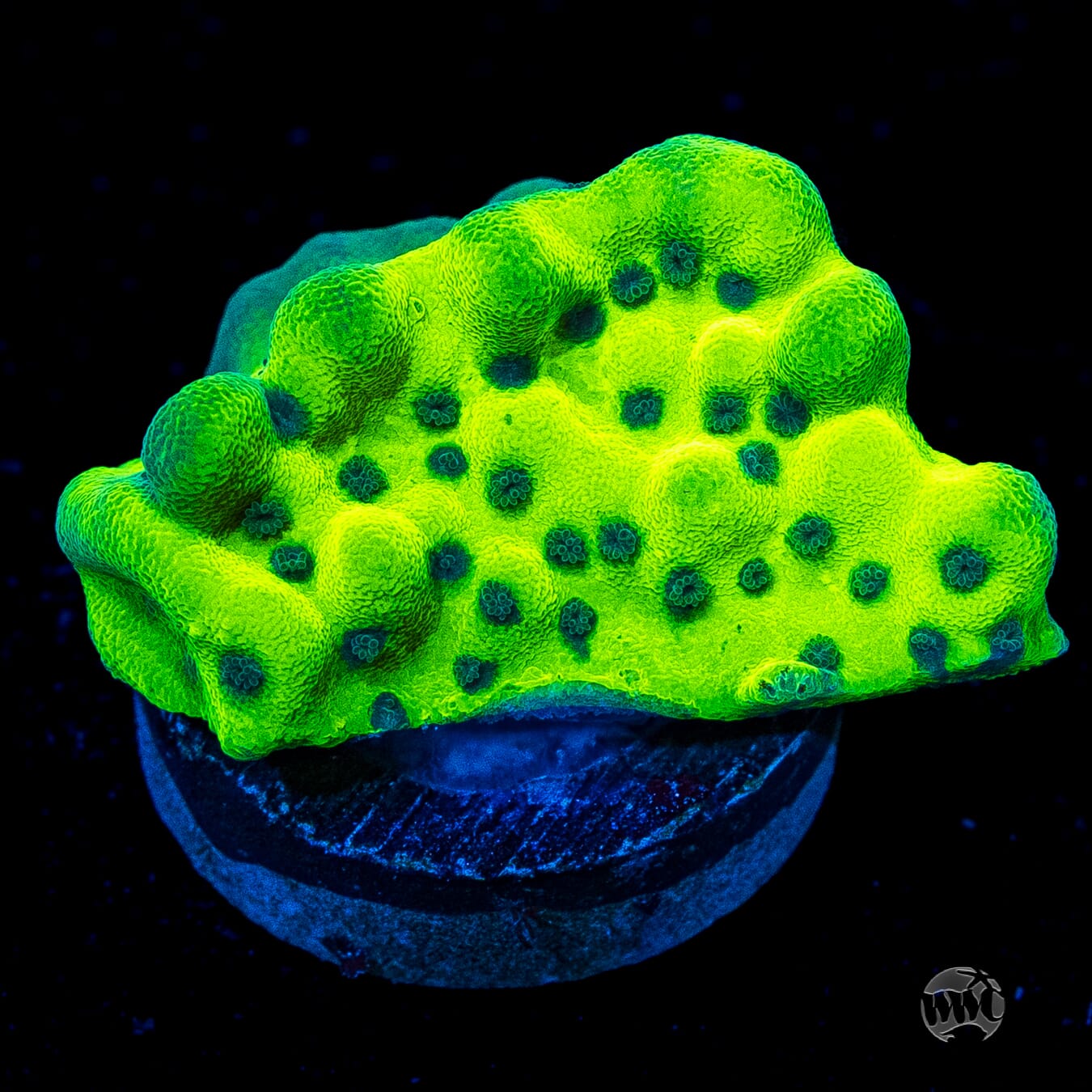 WWC Lucky Charmz Montipora
