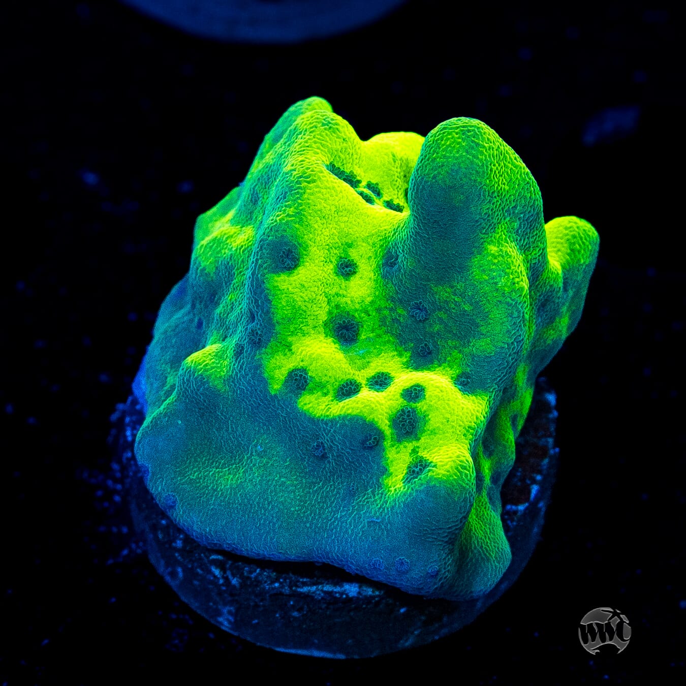 WWC Lucky Charmz Montipora
