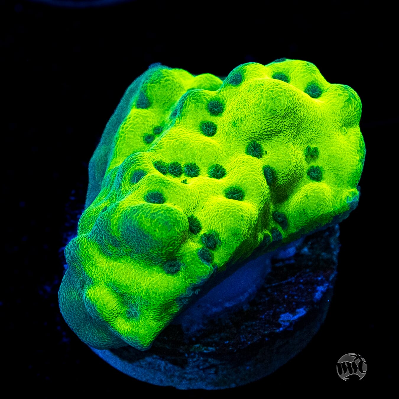 WWC Lucky Charmz Montipora