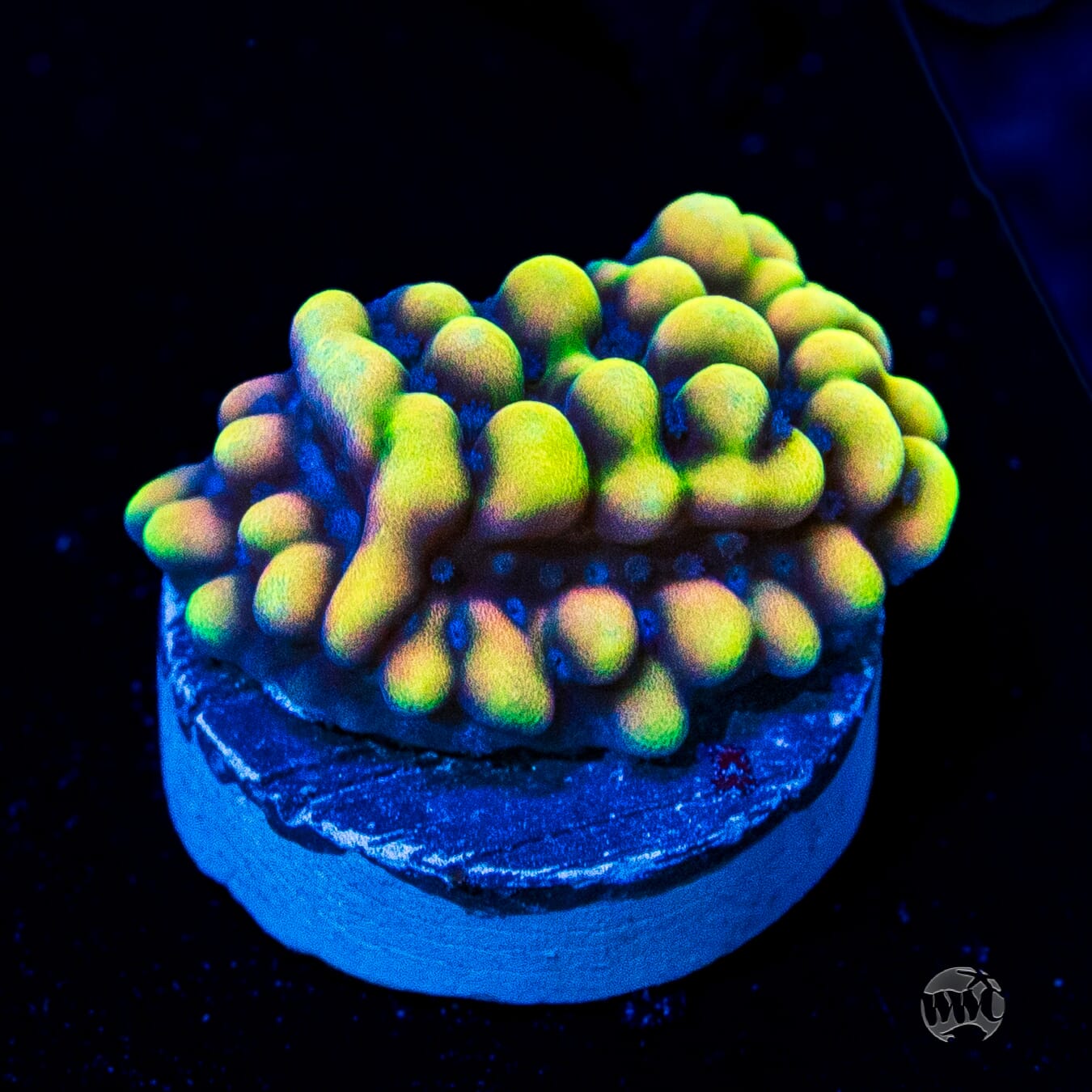 WWC Dark Portal Montipora