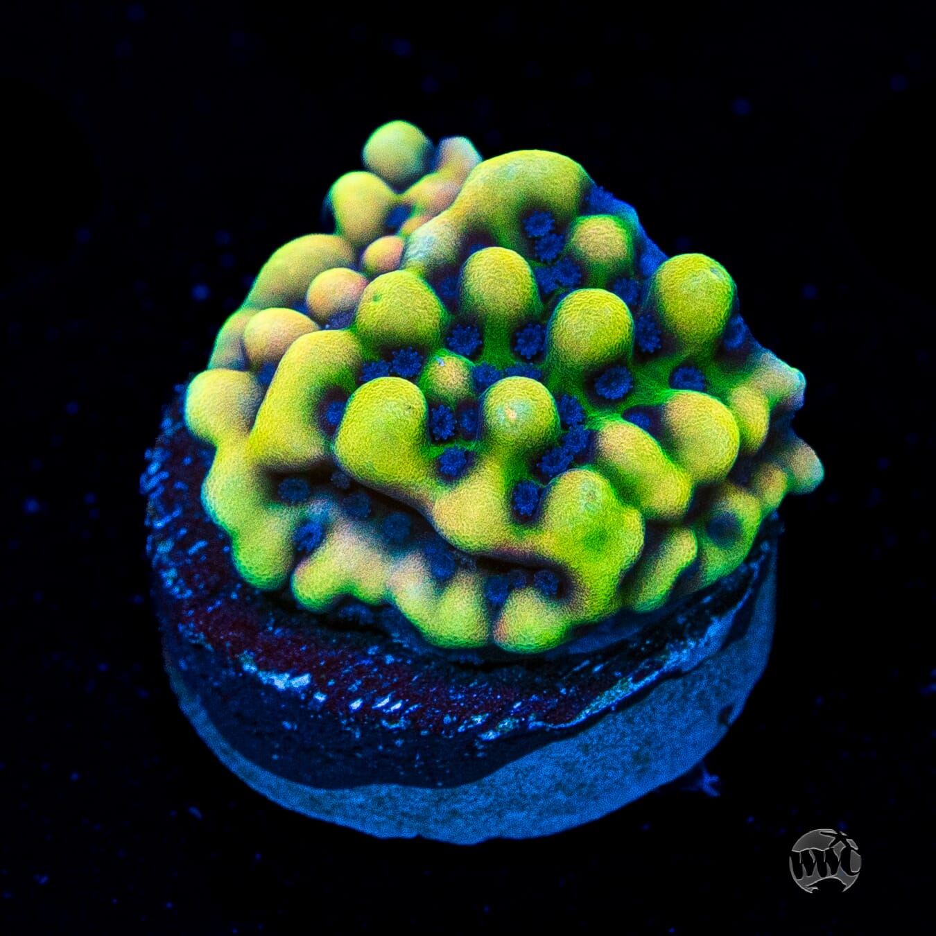WWC Dark Portal Montipora