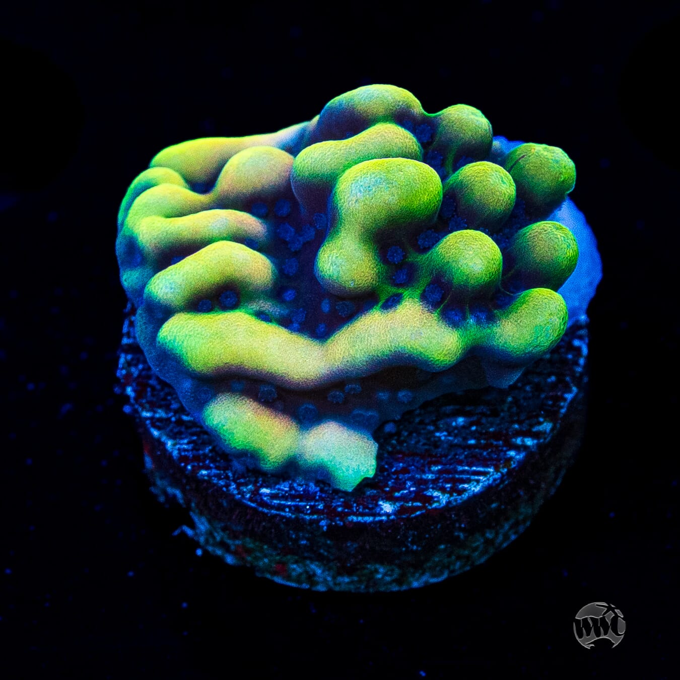 WWC Dark Portal Montipora