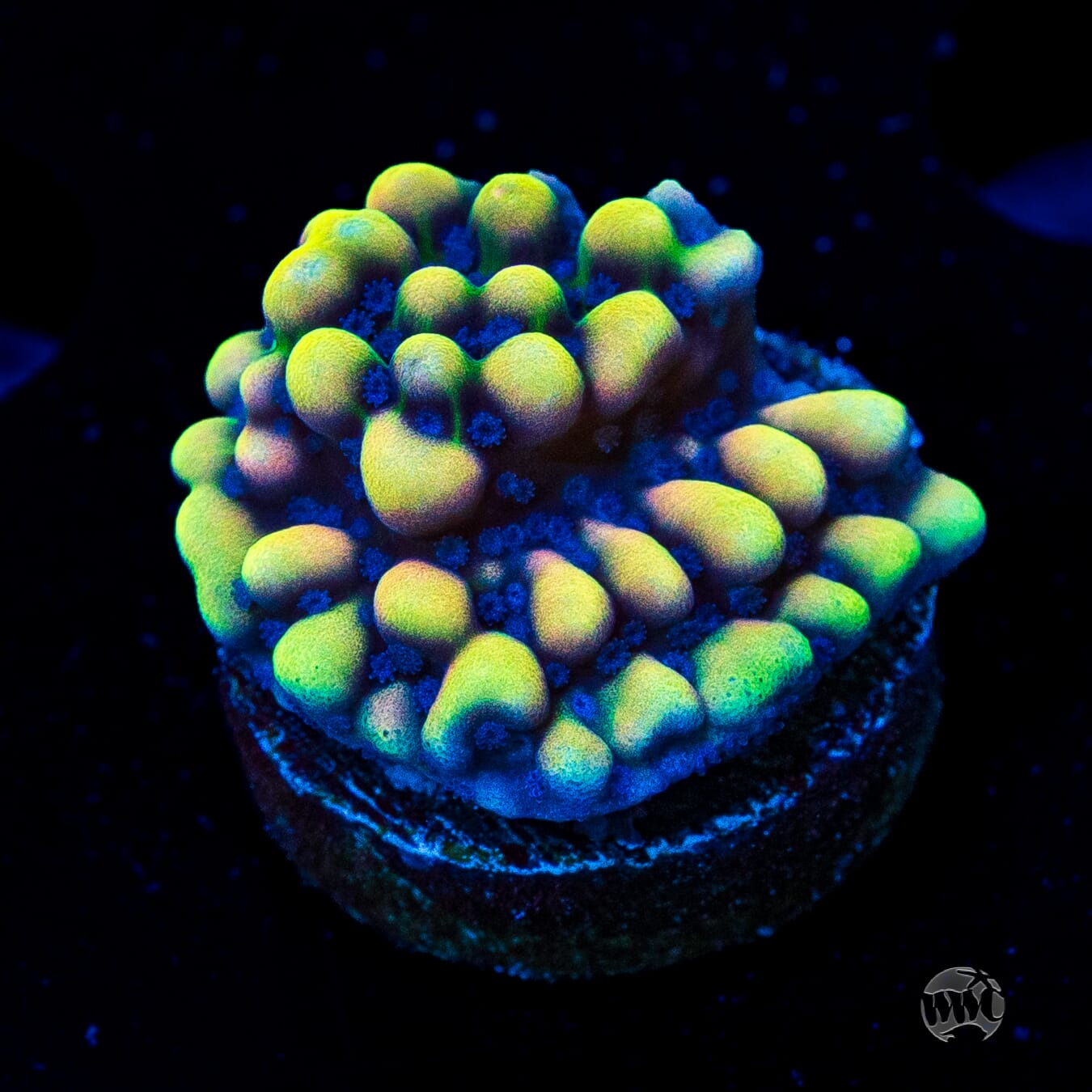WWC Dark Portal Montipora