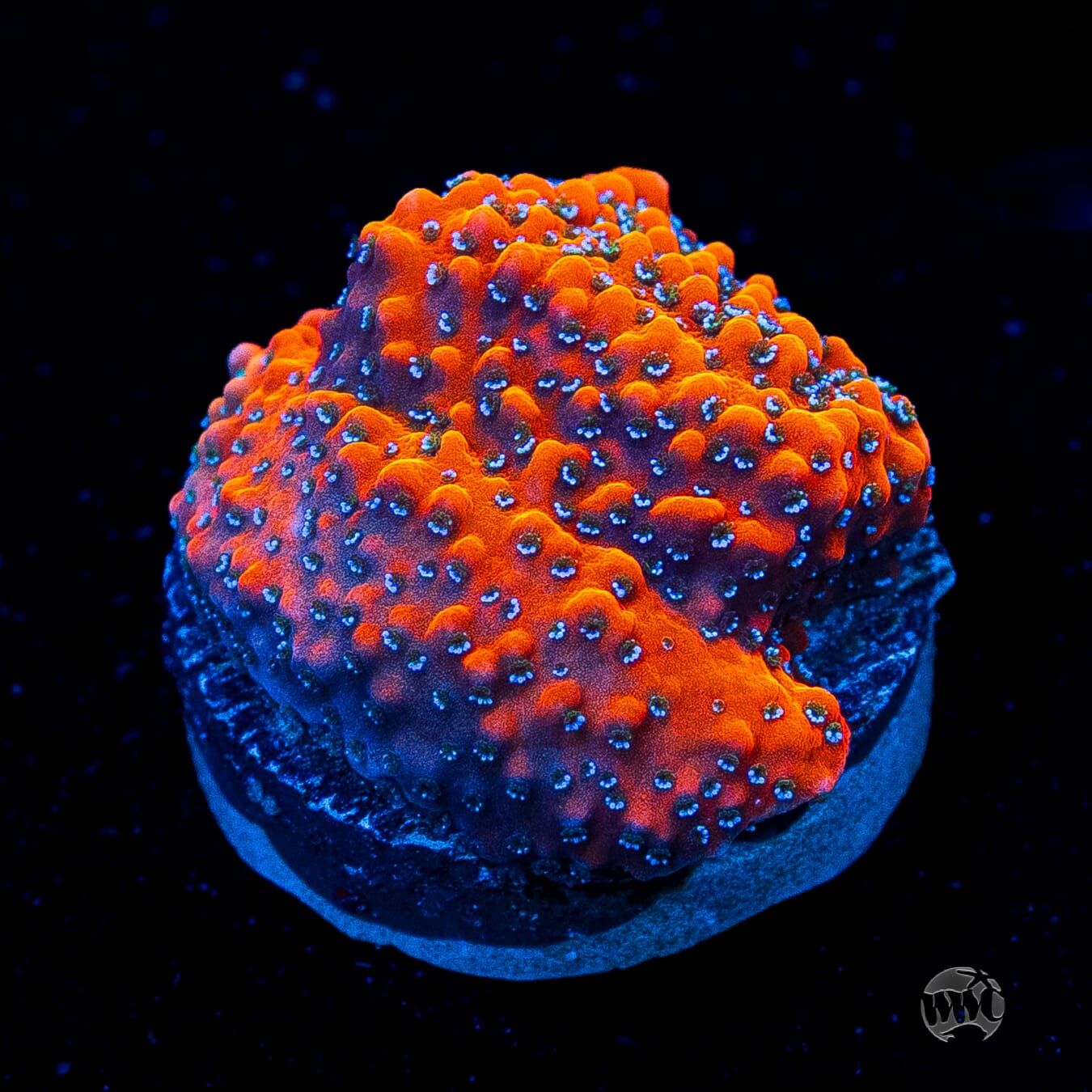 WWC Megachrome Montipora