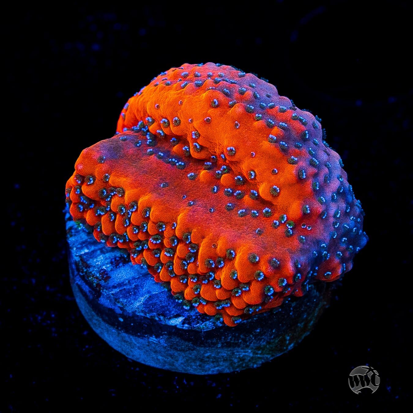 WWC Megachrome Montipora